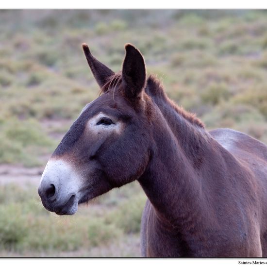 Equus africanus asinus: Animal in nature in the NatureSpots App