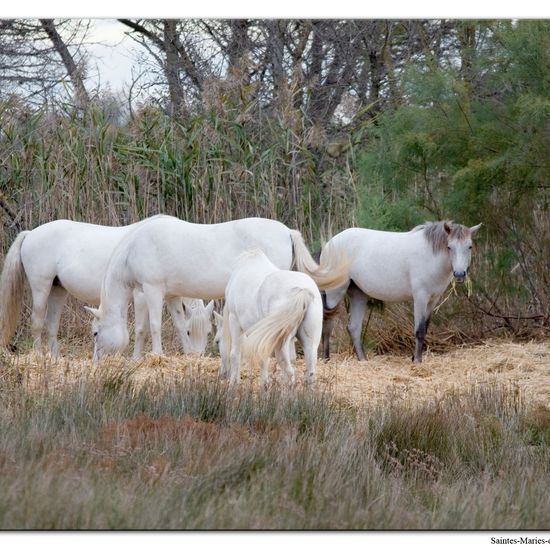 Equus caballus: Animal in nature in the NatureSpots App