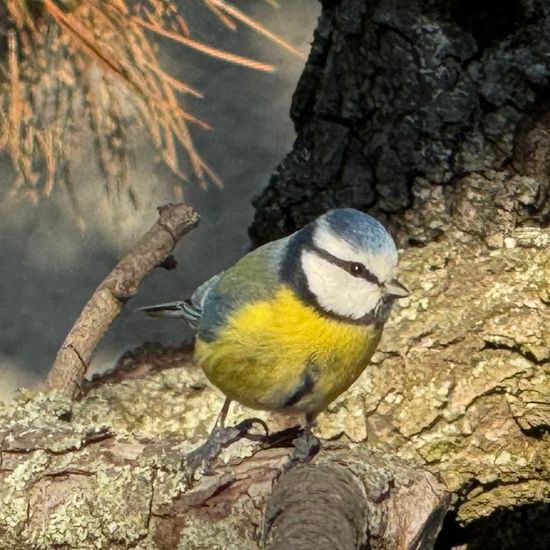 Blaumeise: Tier im Habitat Garten in der NatureSpots App