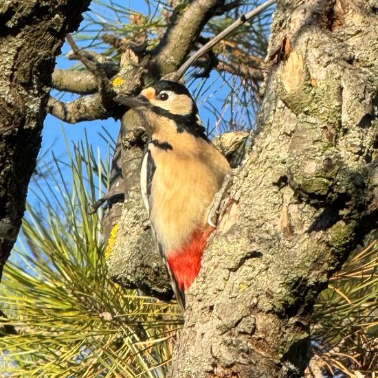 Buntspecht: Tier im Habitat Garten in der NatureSpots App