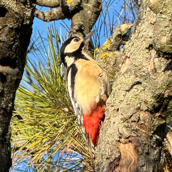 Buntspecht: Tier im Habitat Garten in der NatureSpots App