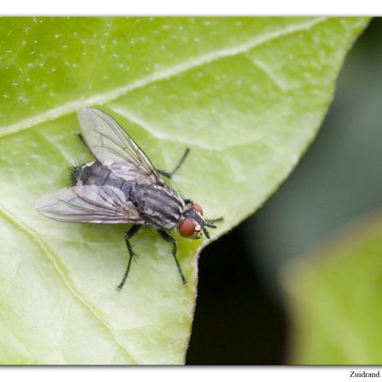 Eine unbekannte Art: Tier im Habitat Garten in der NatureSpots App