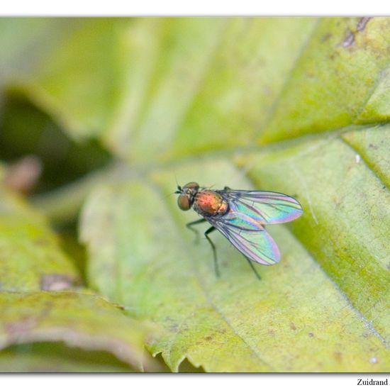 Eine unbekannte Art: Tier im Habitat Garten in der NatureSpots App