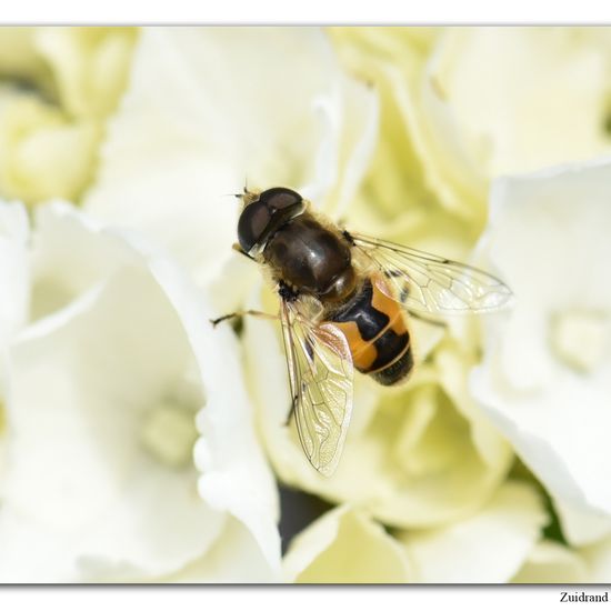 Kleine Keilfleckschwebfliege: Tier im Habitat Garten in der NatureSpots App