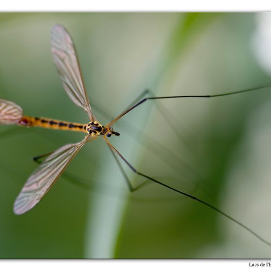 Nephrotoma flavescens: Tier im Habitat Wald in der NatureSpots App