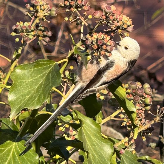 Schwanzmeise: Tier im Habitat Garten in der NatureSpots App