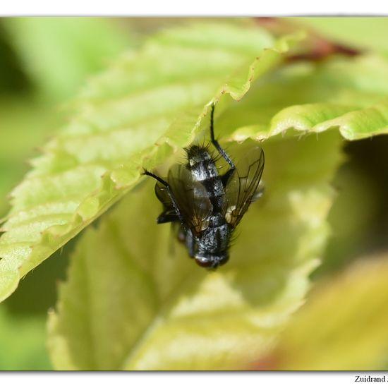 Pelatachina tibialis: Tier im Habitat Garten in der NatureSpots App