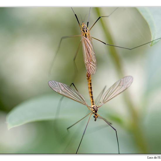 Nephrotoma flavescens: Tier im Habitat Wald in der NatureSpots App