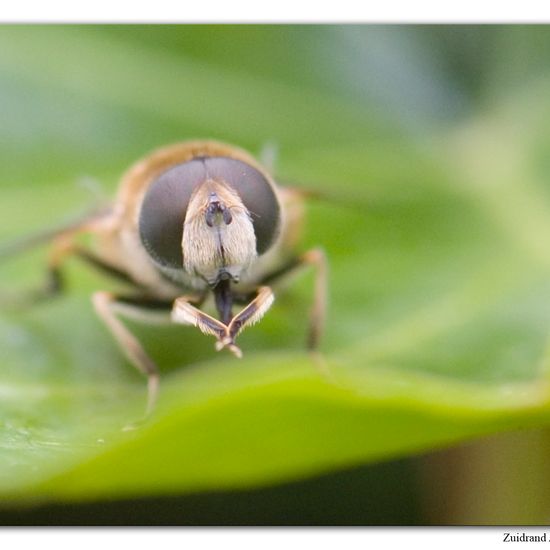 Eristalis arbustorum: Animal in habitat Garden in the NatureSpots App