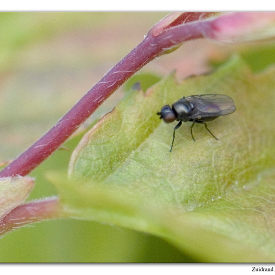 Halmfliegen: Tier im Habitat Garten in der NatureSpots App