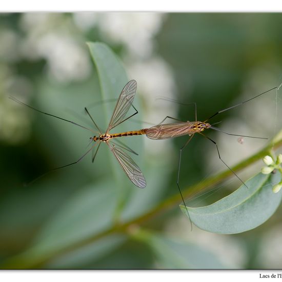 Nephrotoma flavescens: Tier im Habitat Wald in der NatureSpots App