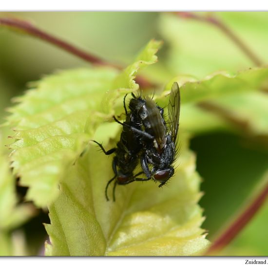 Pelatachina tibialis: Tier im Habitat Garten in der NatureSpots App