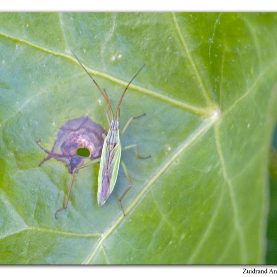 Notostira elongata: Tier im Habitat Garten in der NatureSpots App