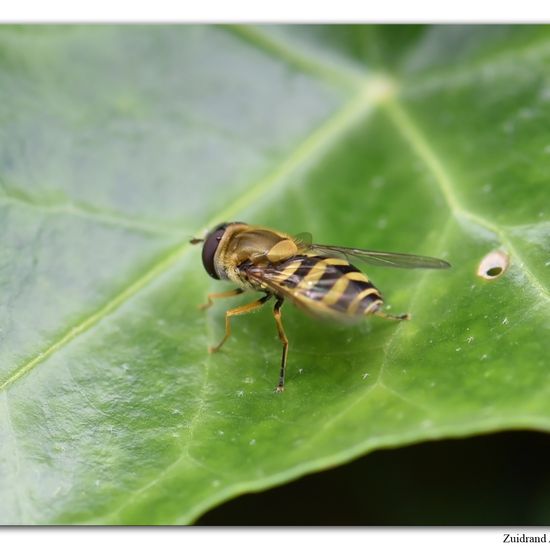 Eine unbekannte Art: Tier im Habitat Garten in der NatureSpots App