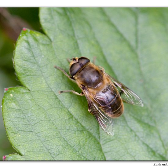 Mistbiene: Tier im Habitat Garten in der NatureSpots App