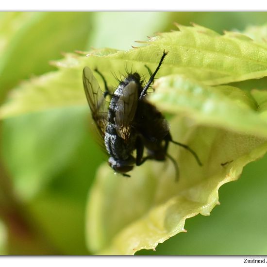 Pelatachina tibialis: Tier im Habitat Garten in der NatureSpots App