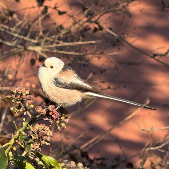 Schwanzmeise: Tier im Habitat Garten in der NatureSpots App