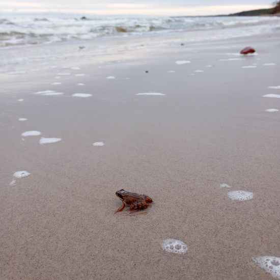 Common toad: Animal in habitat Sandy coast in the NatureSpots App