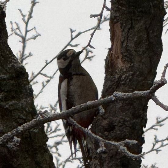 Great Spotted Woodpecker: Animal in habitat Garden in the NatureSpots App