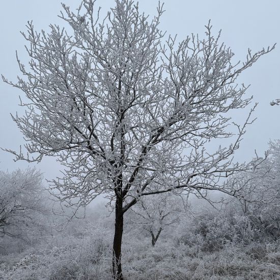 Sorbus torminalis: Plant in habitat Grassland in the NatureSpots App