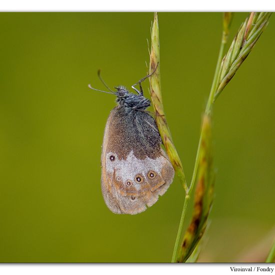 Coenonympha arcania: Animal in habitat Rock areas in the NatureSpots App