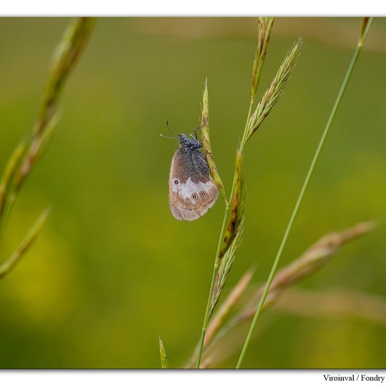 Coenonympha arcania: Animal in habitat Rock areas in the NatureSpots App