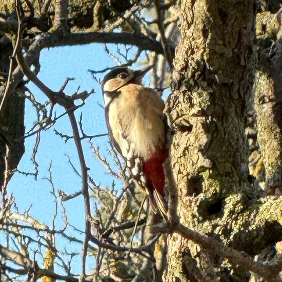 Great Spotted Woodpecker: Animal in habitat Garden in the NatureSpots App