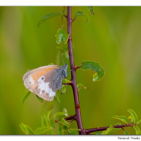 Coenonympha arcania: Animal in habitat Rock areas in the NatureSpots App