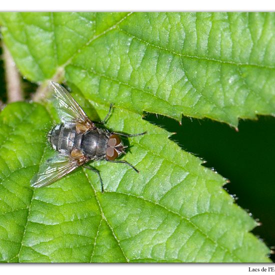 Eine unbekannte Art: Tier im Habitat Grasland und Büsche in der NatureSpots App