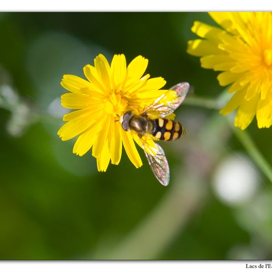 Eupeodes corollae: Tier im Habitat Grasland und Büsche in der NatureSpots App