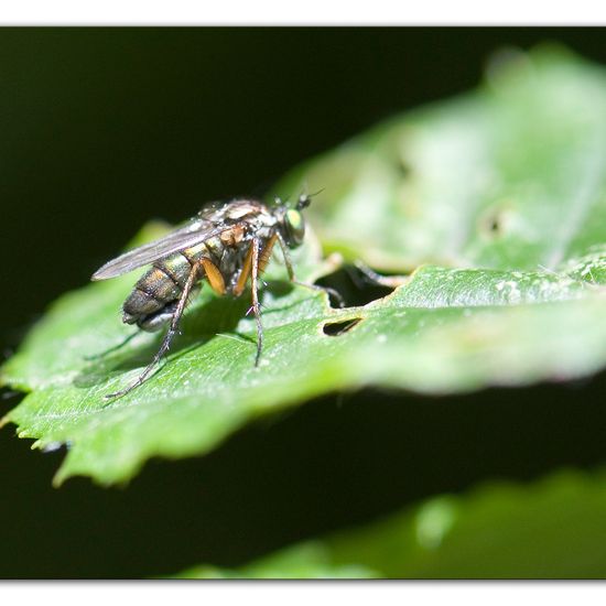 Dolichopus ungulatus: Tier im Habitat Grasland und Büsche in der NatureSpots App