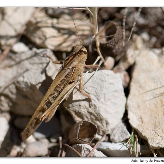 Europäische Wanderheuschrecke: Tier im Habitat Felsgebiet in der NatureSpots App