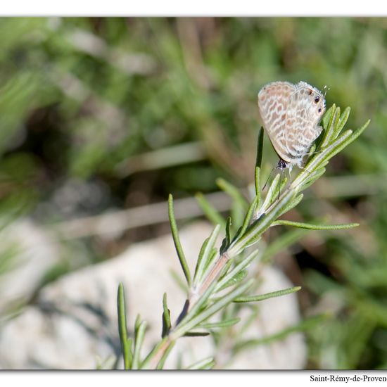 Leptotes pirithous: Tier im Habitat Berge und Felsen in der NatureSpots App