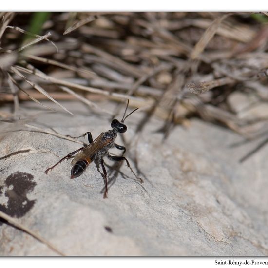 Prionyx kirbii: Tier im Habitat Felsgebiet in der NatureSpots App