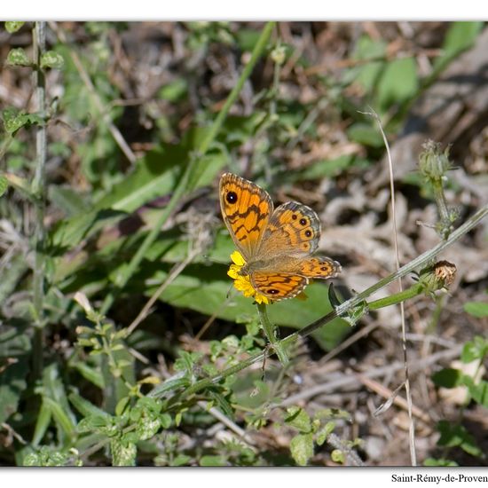 Mauerfuchs: Tier im Habitat Berge und Felsen in der NatureSpots App