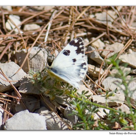 Pontia daplidice: Tier im Habitat Berge und Felsen in der NatureSpots App