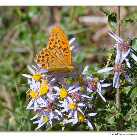 Kaisermantel: Tier im Habitat Berge und Felsen in der NatureSpots App