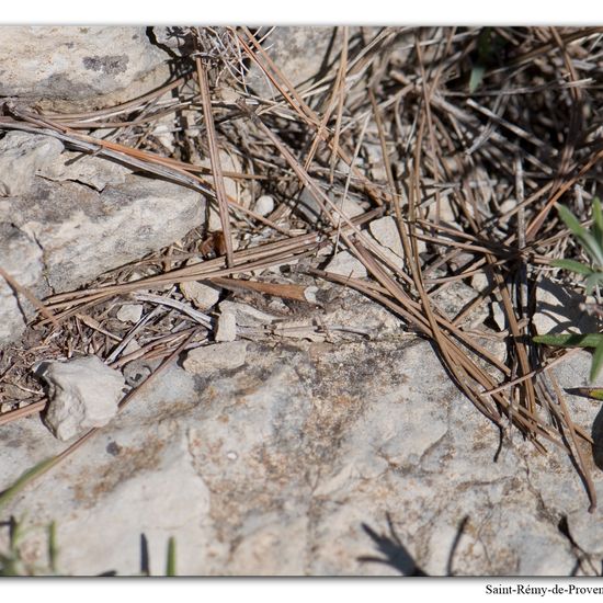 Acrotylus insubricus: Tier im Habitat Felsgebiet in der NatureSpots App