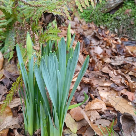 Gelbe Narzisse: Pflanze im Habitat Hecke/Blumenbeet in der NatureSpots App