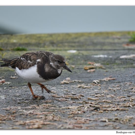 Steinwälzer: Tier im Habitat Anderes Meer/Küsten-Habitat in der NatureSpots App