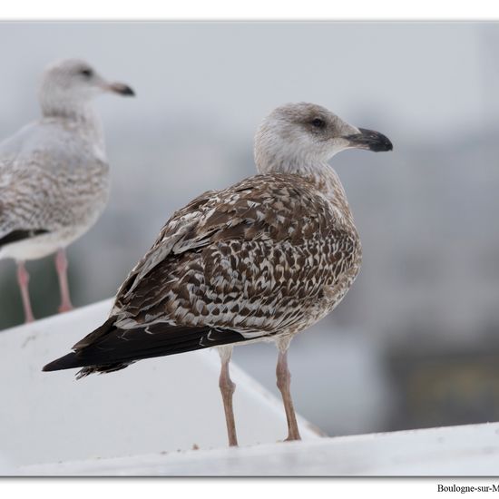 Silbermöwe: Tier im Habitat Anderes Meer/Küsten-Habitat in der NatureSpots App