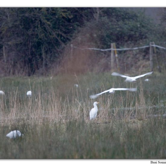 Ardea ibis: Tier im Habitat Watt in der NatureSpots App