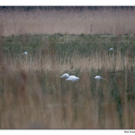 Ardea ibis: Tier im Habitat Watt in der NatureSpots App