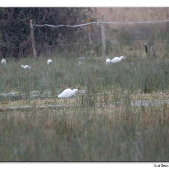 Ardea ibis: Tier im Habitat Watt in der NatureSpots App