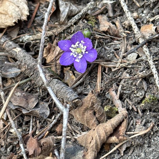 Leberblümchen: Pflanze im Habitat Wald der gemäßigten Breiten in der NatureSpots App