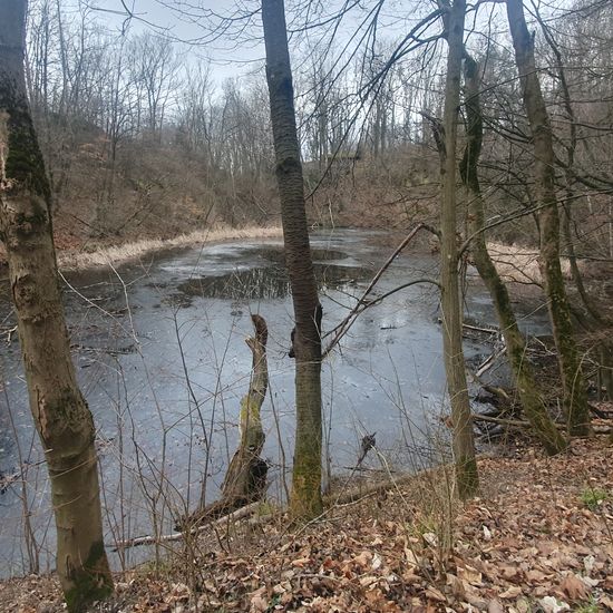 Landschaft: Süßwasser im Habitat See in der NatureSpots App