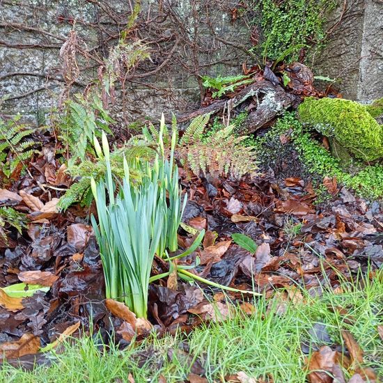 Gelbe Narzisse: Pflanze im Habitat Hecke/Blumenbeet in der NatureSpots App