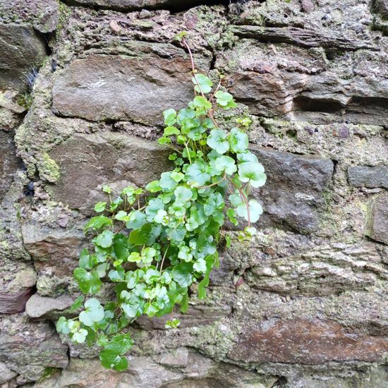 Zimbelkraut: Pflanze im Habitat Anderes Stadthabitat in der NatureSpots App