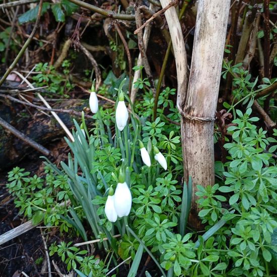 Kleines Schneeglöckchen: Pflanze im Habitat Park in der NatureSpots App