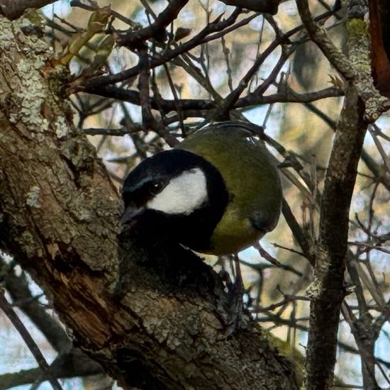 Kohlmeise: Tier im Habitat Park in der NatureSpots App